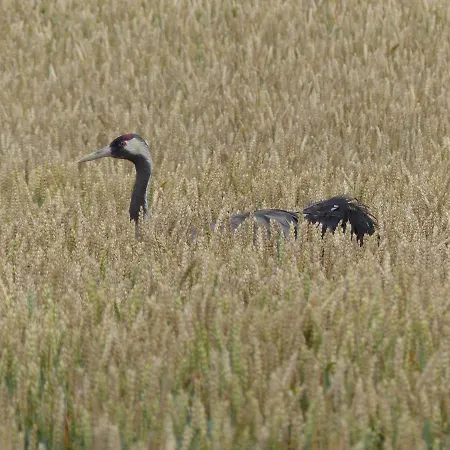 펜션 Parkland-haus Dalwitz