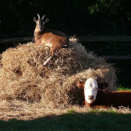 Parkland-haus Dalwitz