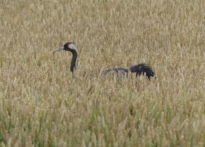Feriehus Parkland-haus Dalwitz