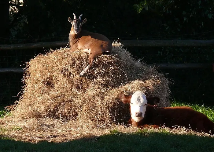 Parkland-haus Dalwitz